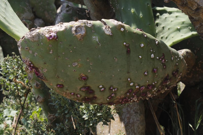 Nopal afectado por la plaga mancha negra