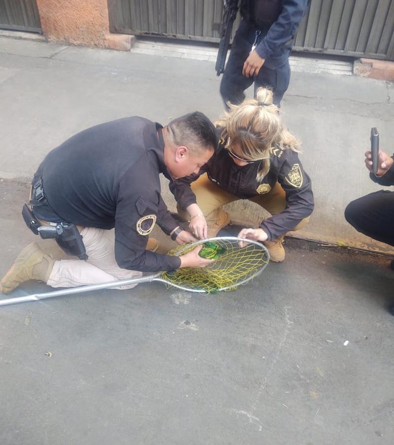 La especie animal fue rescatada de la parte alta de un árbol de nueve metros. (@rbksokol)