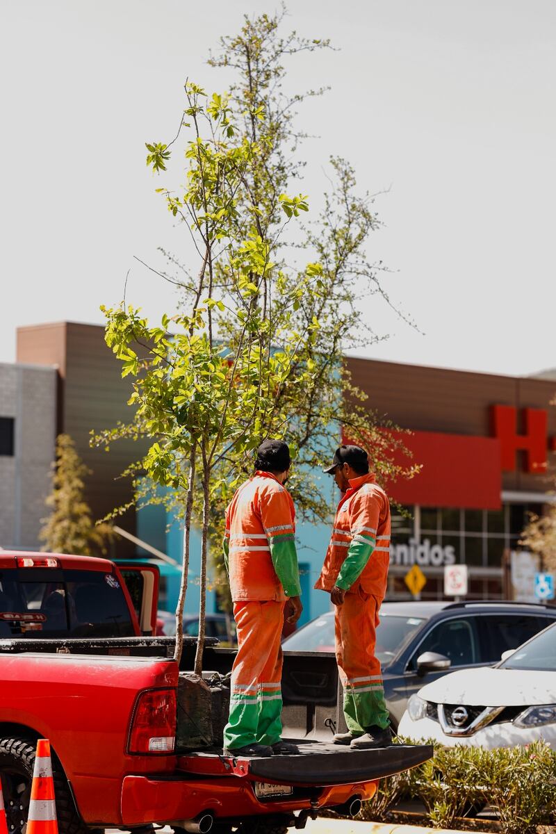 Para adoptar un árbol hay que registrarse en las redes sociales de municipio.