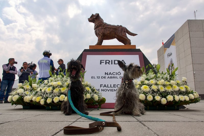 Frida: Secretaría de Marina ofrece ceremonia en honor a perrita