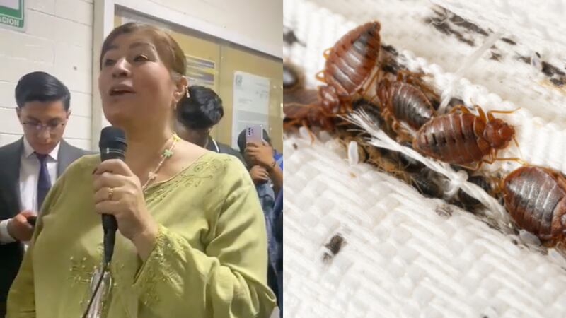 Abogada de la UNAM culpa a alumnos de avistamientos de chinches en la Facultad Derecho