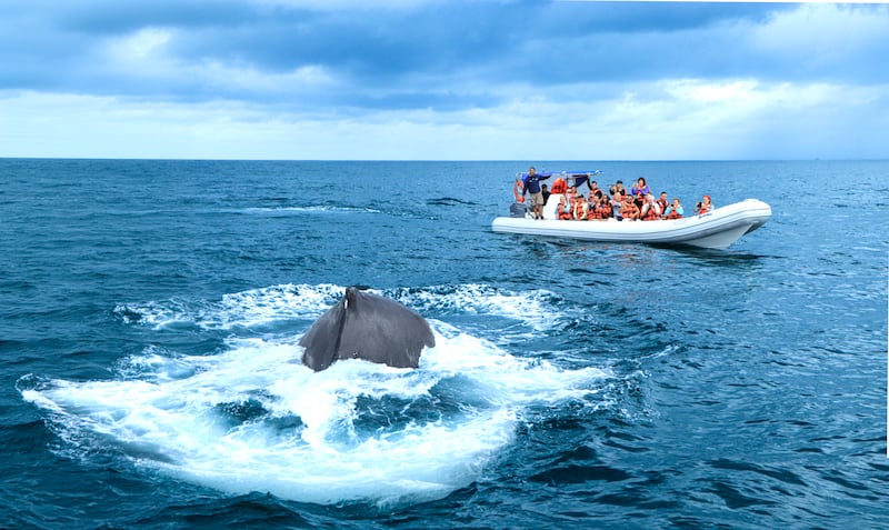 Descubre cuándo y dónde ver ballenas jorobadas en las costas mexicanas. Una guía completa sobre su migración, las mejores temporadas para apreciarlas