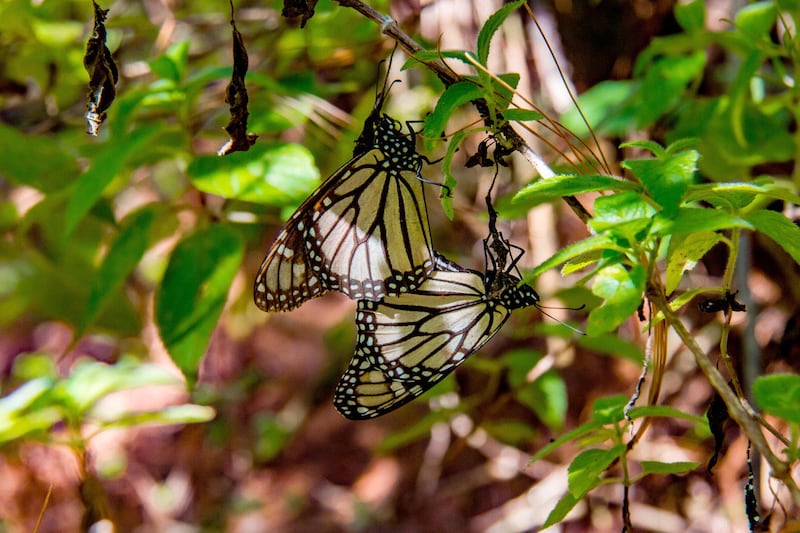 Mariposa Monarca