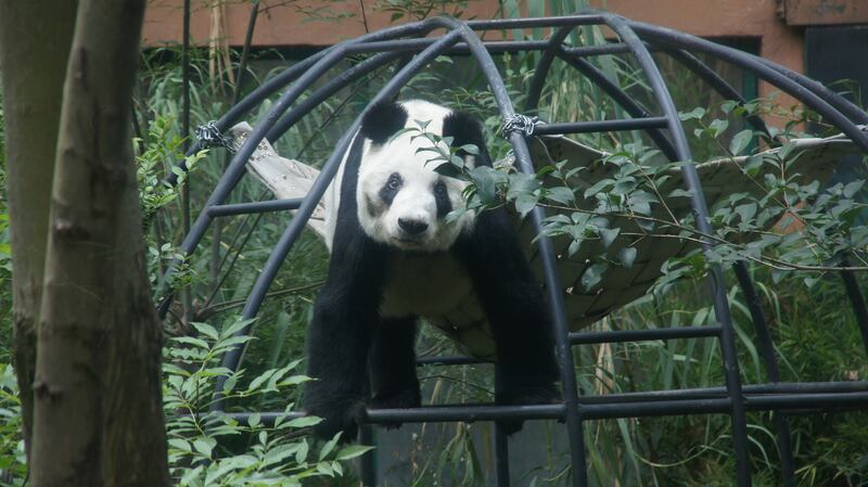 Panda Xin Xin del Zoológico de Chapultepec cumple 34 años