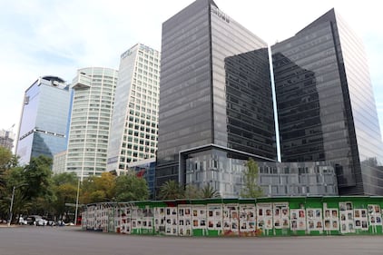 Ahuehuete de Reforma luce verde 8 meses después de haber sido plantado.