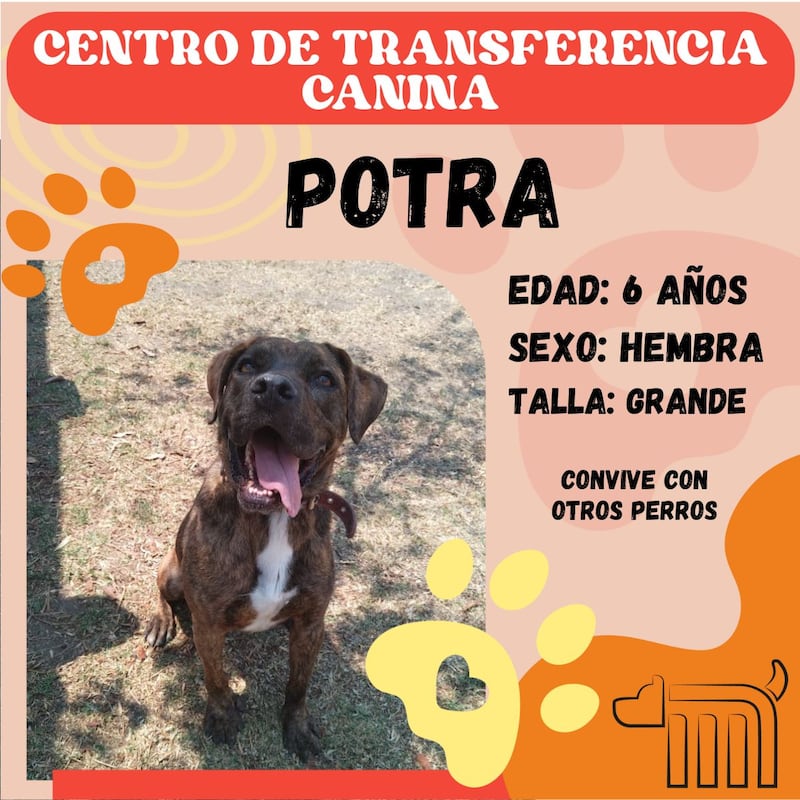 Potra, perrita en adopción