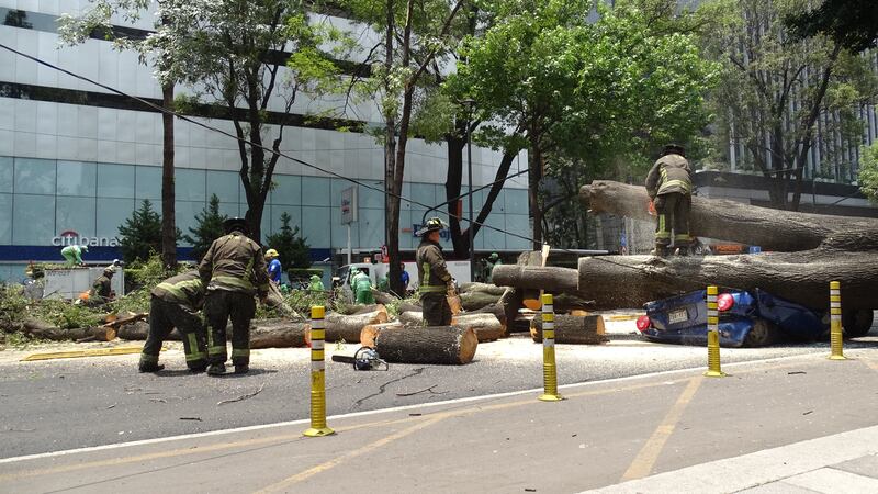 Caída de árbol en Insurgentes deja daños materiales y afectación vial