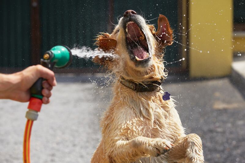 Altas temperaturas afectan mascotas