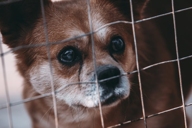 La vacunación tiene como finalidad prevenir algunas de las enfermedades infecciosas más graves o más contagiosas entre las que afectan a perros y gatos