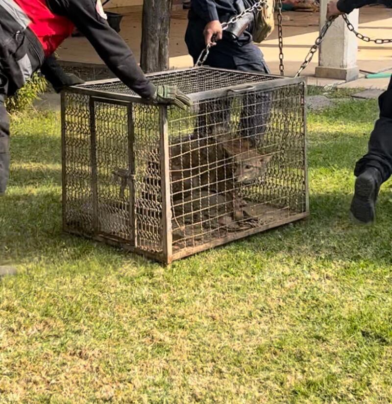 Maltrato animal: rescata a coyote, perros, conejos y gatos en Ixtapaluca