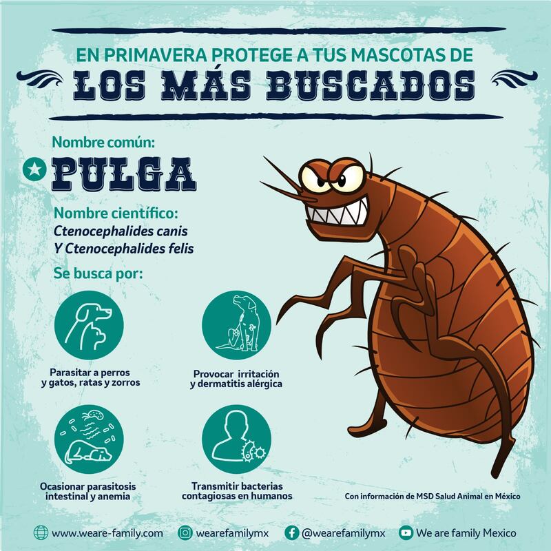 Pulgas MSD Salud Animal México