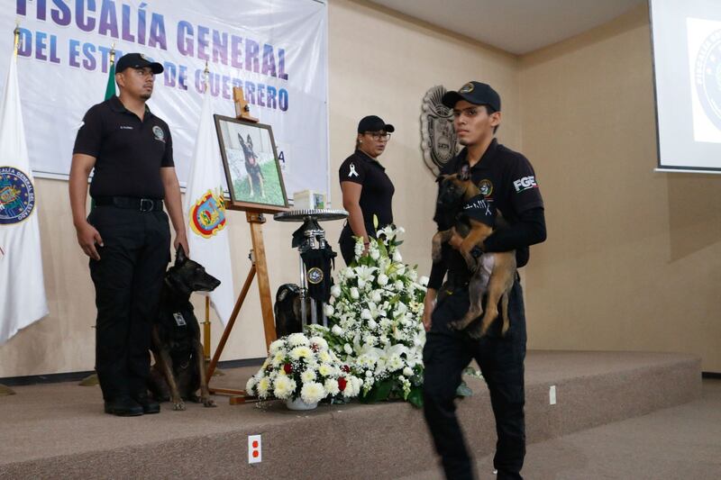 Fiscalía de Guerrero homenajea a agente canino Nidan