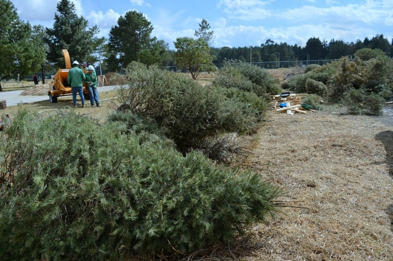 Árboles de Navidad.