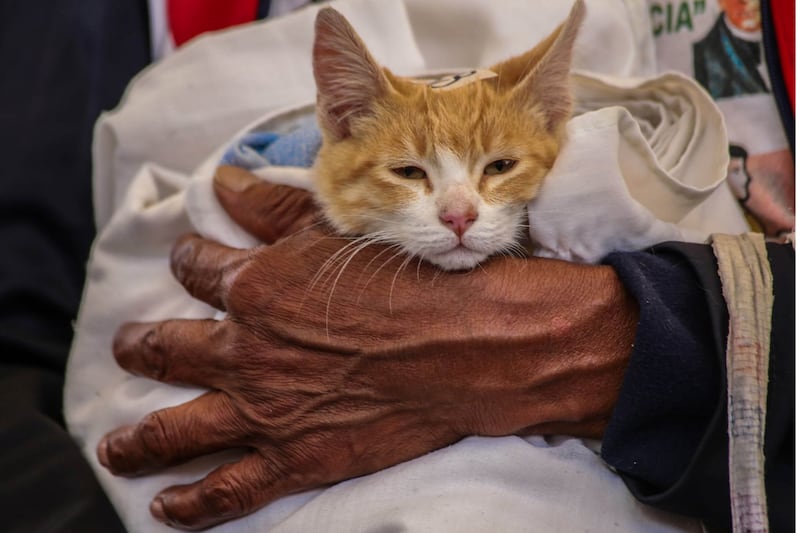 Reguardo de mascotas durante el paso del huracán Milton