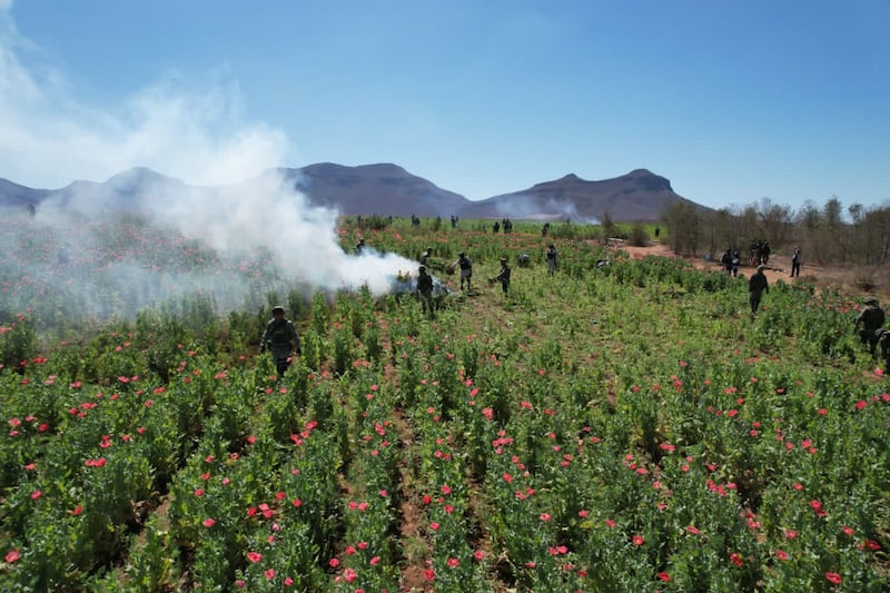 Amapola Sedena y Guardia Nacional destruyen sembradío 6.5 hectáreas