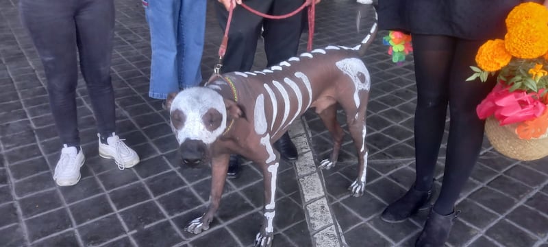 Hasta las mascotas se disfrazaron para pasar un rato agradable junto a sus amos.