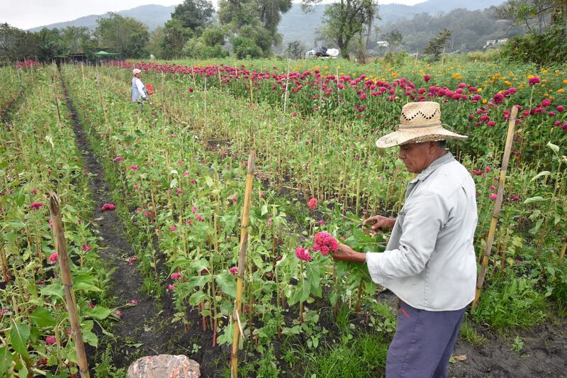 TIXTLA, GUERRERO, 31OCTUBRE2022.- A pesar de que cerca de cien campesinos perdieran su producción floral de este año, debido a las lluvias de la tormenta tropical 'Lester' y a la plaga, productores de este municipio han logrado que los compradores mayoristas les paguen a "buen precio" sus flores.
Desde muy temprana hora, los campesinos tixtlecos comenzaron a cortar flores de terciopelo, cempasúchil, nube, gladiolas, entre otras, para poder ofertar y entregar los pedidos que ya tenían pactados. Este año, señalaron, lograron que los compradores les paguen de 120 hasta 150 pesos cada manojo de flores, "en años pasados nos regatean, la hemos vendido hasta en 60 pesos, pero este año todo ha subido y la gente lo ha entendido, casi no nos han pedido rebaja, yo ya pacté mi flor en 140, otros la dan en 150 o más barata, ya depende de cada quien, pero hasta ahorita no nos han pedido más barato". "Llevo doce años viniendo a comprar flores, voy hasta Dos Caminos, tal vez este un poco caro el precio pero se entiende porque todo ha subido, desde la gasolina, es justo el precio, en los mercados encuentras el rollo hasta en 250 o 300, se le gana, ya tengo mis clientes y casi casi ya solo voy a llegar a entregar", dijo don Carlos, quien ya estaba cargando su camioneta de flores.
FOTO: DASSAEV TÉLLEZ ADAME/CUARTOSCURO.COM