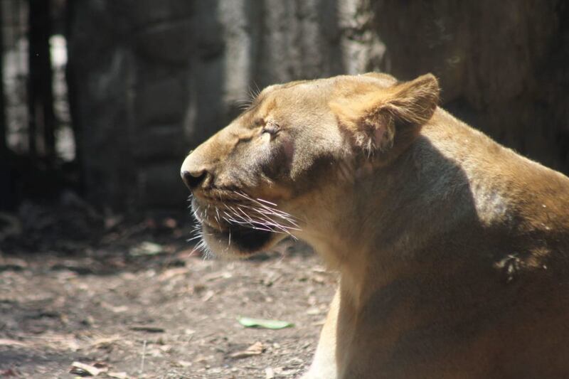 Alika, la leona rescatada de un santuario del Ajusco, recupera su salud en el Zoológico de Chapultepec (Cuartoscuro).