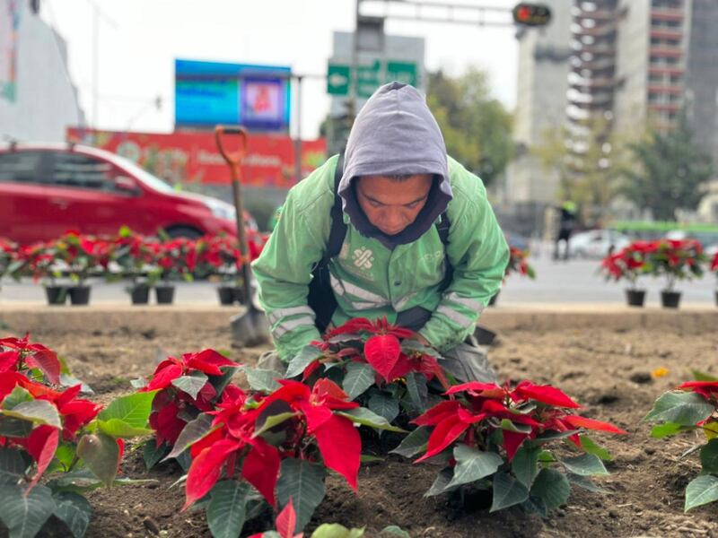 Flor de Nochebuena