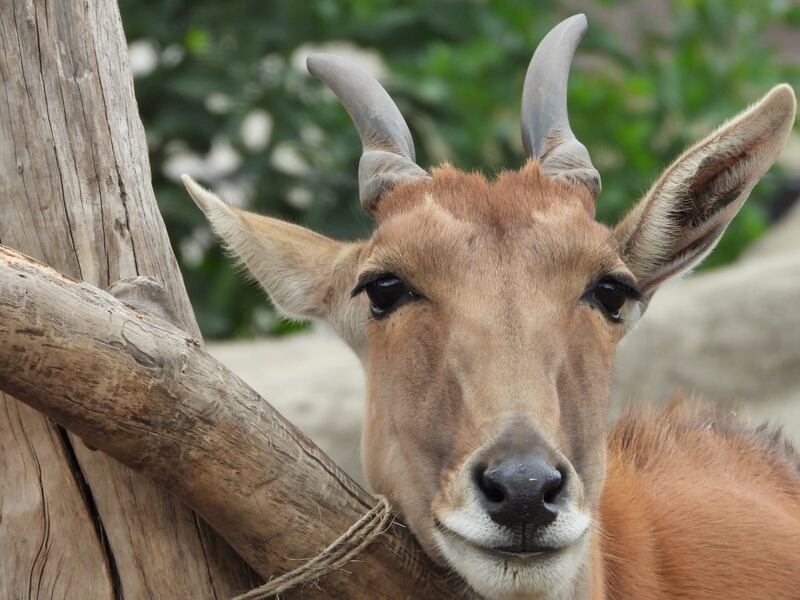 Zoológico de Aragón festeja 58 años de operaciones