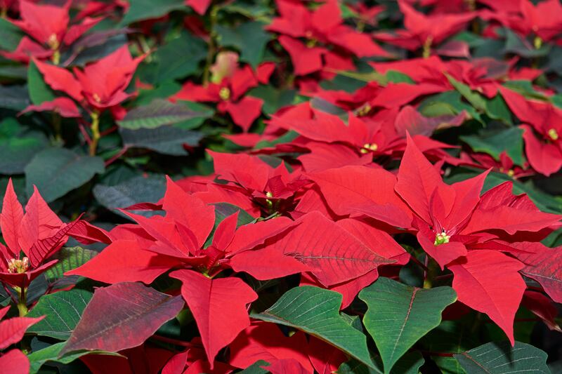 Flor de Noche Buena