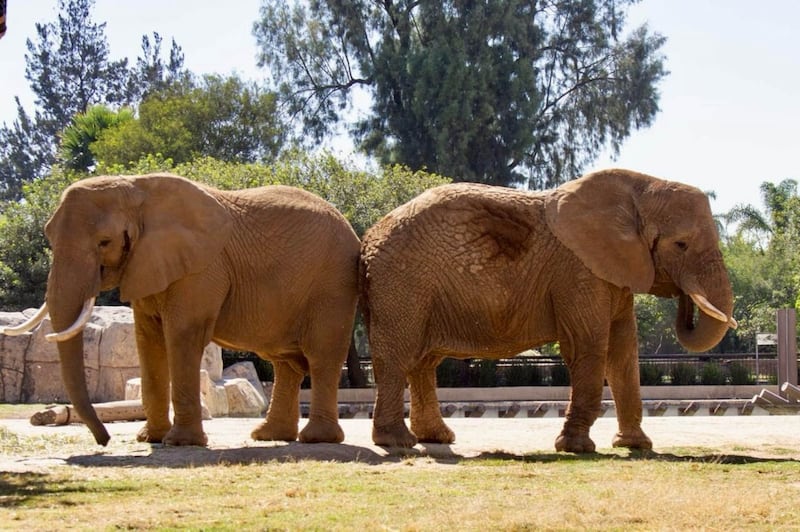 Elefanta Ely y Gipsy conviven más tiempo en Zoológico de Aragón