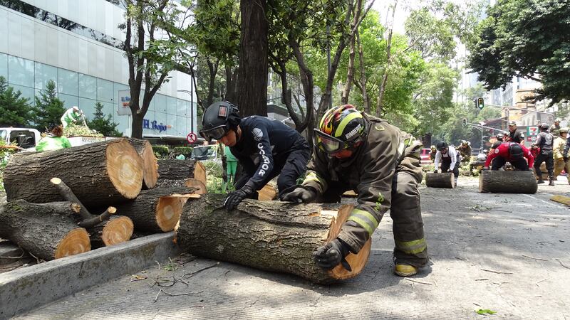 Árbol cae sobre vehículo en estación Nápoles del Metrobús