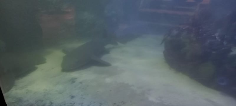 El acuario también exhibe tiburones.