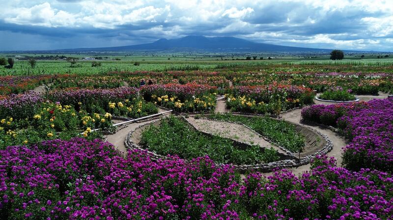 Humantla tapetes florales