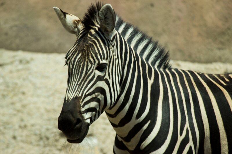 Sedema lamenta el fallecimiento de "Puga", cebra del Zoológico de San Juan de Aragón (Especial).