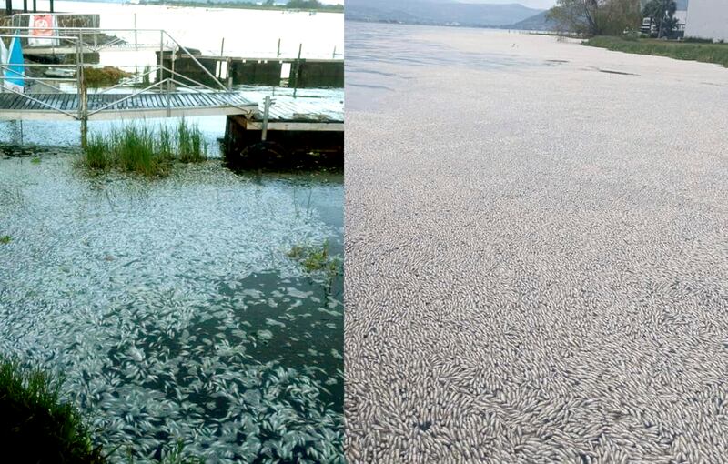 Las cooperativas de pescadores y autoridades estatales han tenido que usar maquinaria pesada para retirar los miles de peces muertos.