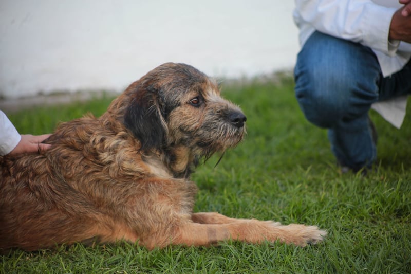 Perrita Barbitas se recupera de balazos que le dieron en Toluca