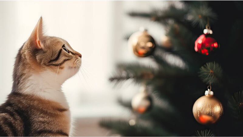 Cómo evitar que un gato destruya el árbol de Navidad.