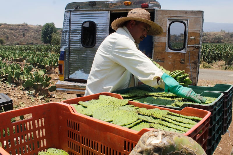 El productor de nopal Edgar Peñaloza acomodando los nopales