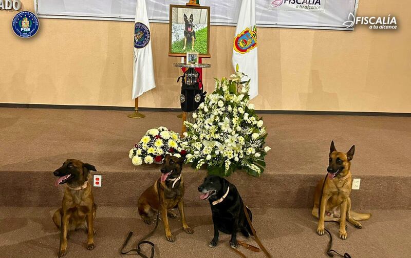 Fiscalía de Guerrero homenajea a agente canino Nidan