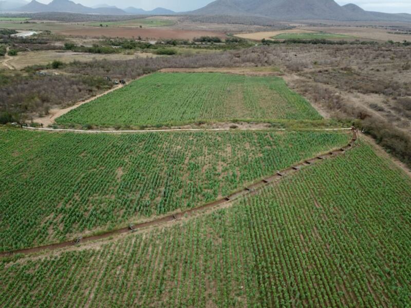 Amapola Sedena y Guardia Nacional destruyen sembradío 6.5 hectáreas