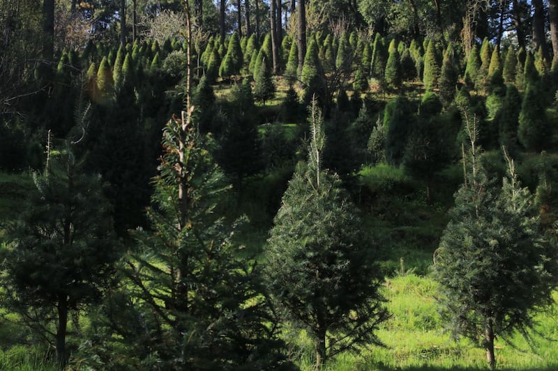 Árboles de Navidad CDMX