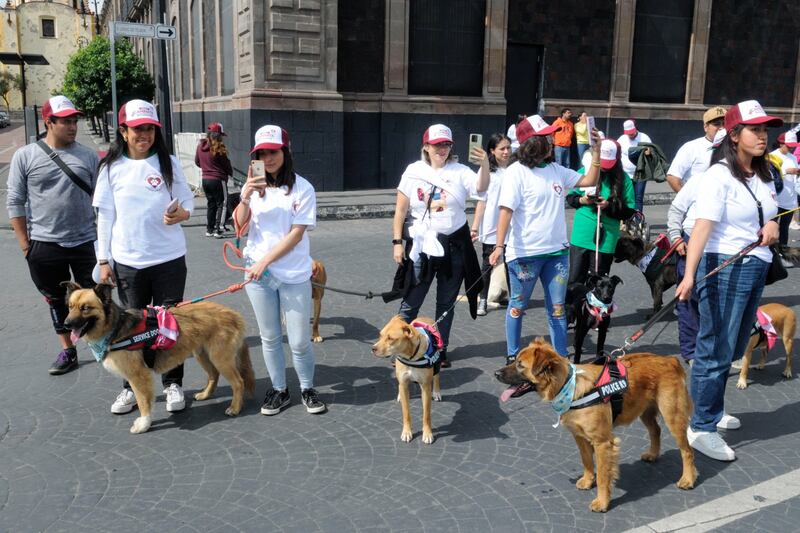 Delfina Gómez Álvarez promueve el bienestar animal con caminata y caravanas de atención a mascotas