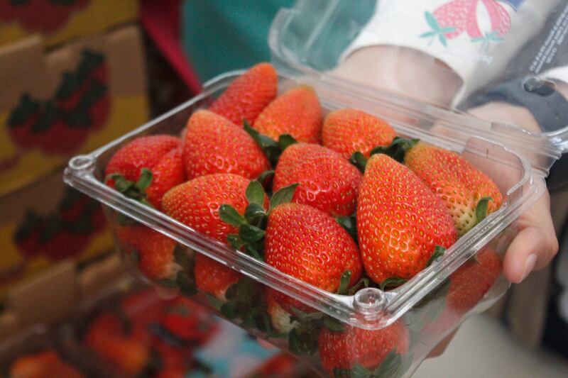 Las fresas de primera calidad son exportadas a nivel nacional e internacional