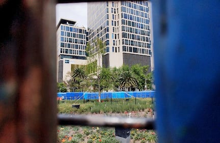 Ahuehuete de Reforma luce verde 8 meses después de haber sido plantado.