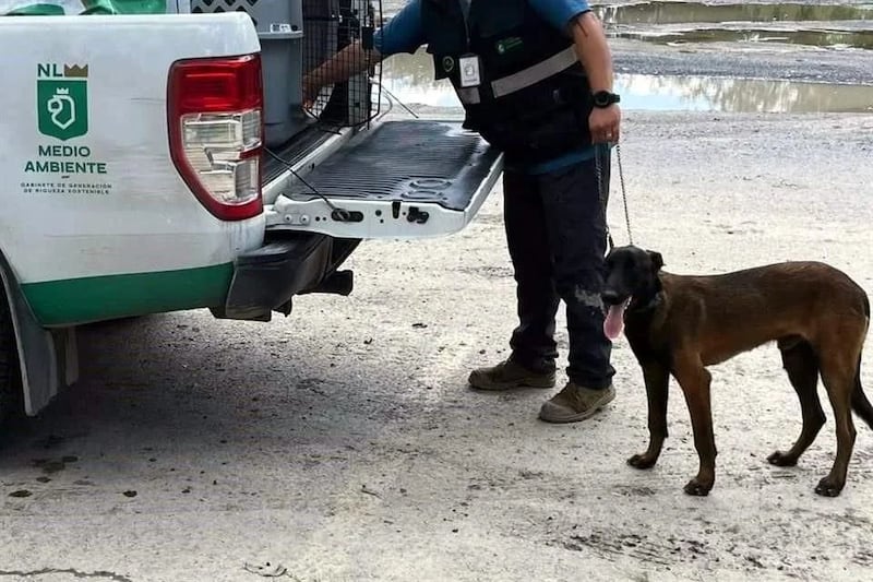 La mascota está resguardada y atendida.