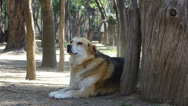 23 perros han sido brutalmente asesinados desde junio de 2023.