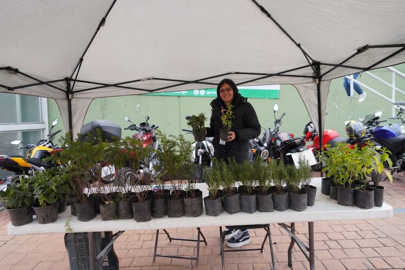 Árboles de Navidad.