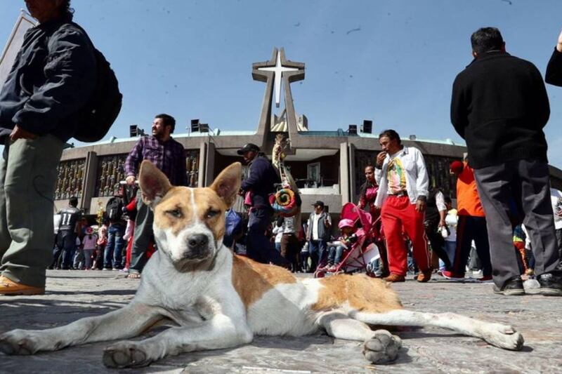 Peregrinos abandonan perros en la Basílica de Guadalupe