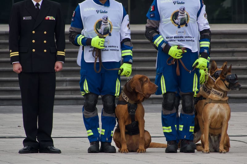 Frida: Secretaría de Marina ofrece ceremonia en honor a perrita