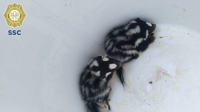 Zorrillitos rescatados en Xochimilco