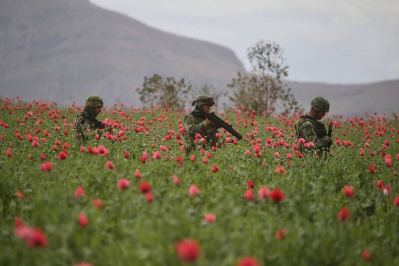 Amapola Sedena y Guardia Nacional destruyen sembradío 6.5 hectáreas