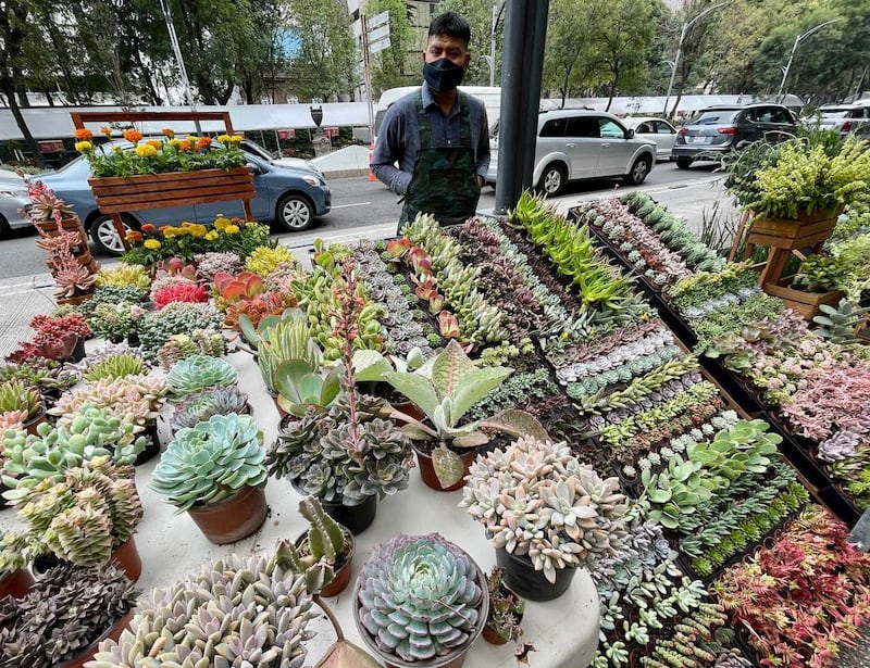 Festival de Flores Otoño CDMX