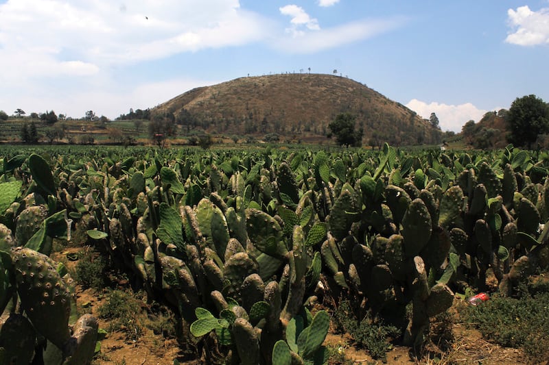 Sembradíos de nopal en Milpa Alta