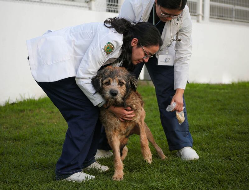 Perrita Barbitas se recupera de balazos que le dieron en Toluca